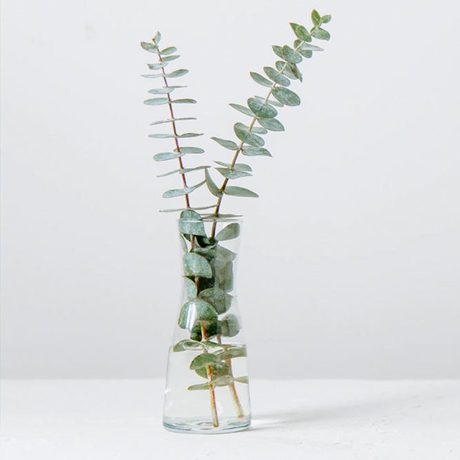 Eucalyptus plant in a jar | SungateKids | Child Abuse Awareness, Support & Advocacy