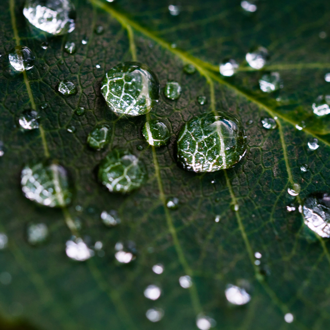 Water droplets on a leaf | SungateKids | Child Abuse Awareness, Support & Advocacy